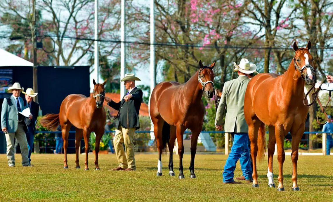 Campeonato do Quarto de Milha - julgamento morfológico