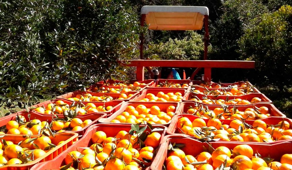 Trator com carreta carregada de caixas de tangerinas