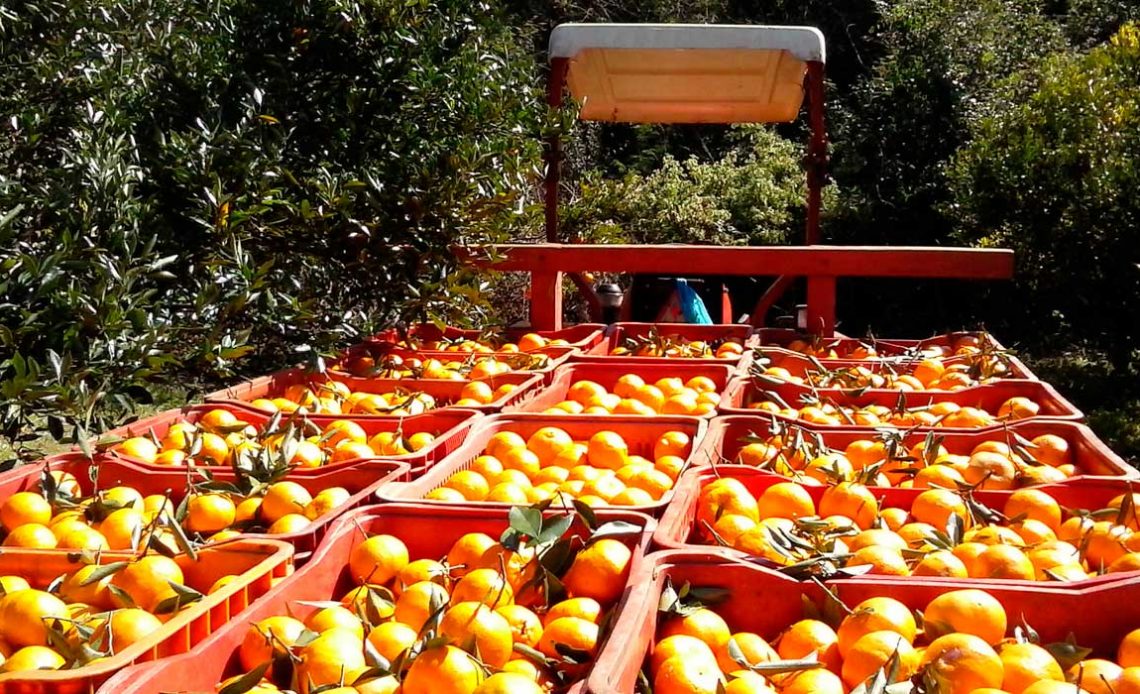 Trator com carreta carregada de caixas de tangerinas