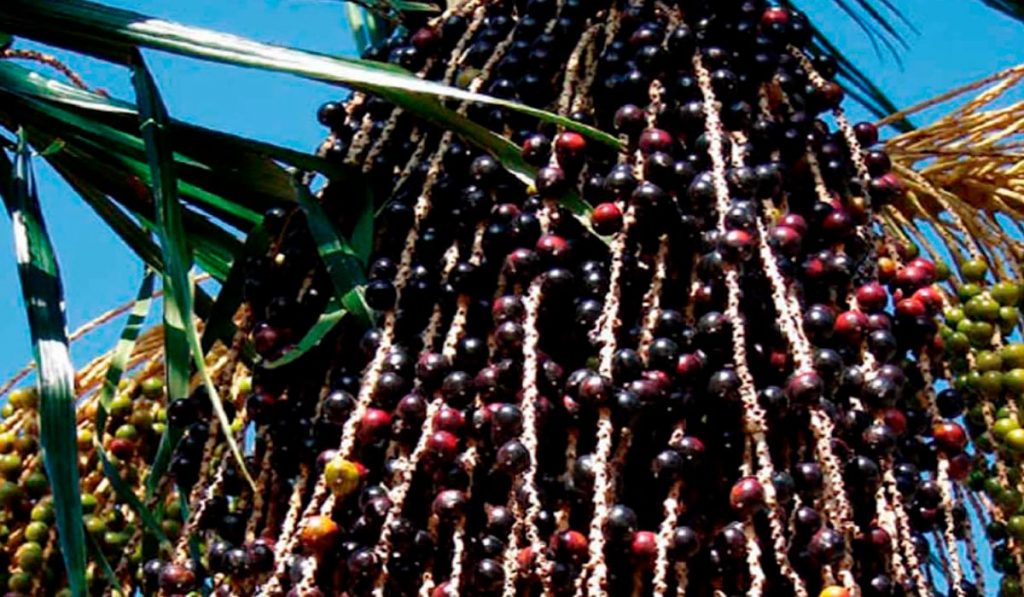 Cacho com frutos da palmeira juçara (Euterpe edulis)