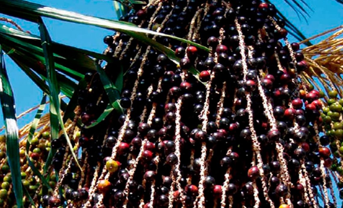 Cacho com frutos da palmeira juçara (Euterpe edulis)