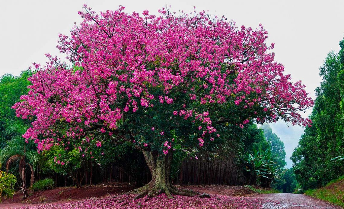 Paineira (Ceiba speciosa)