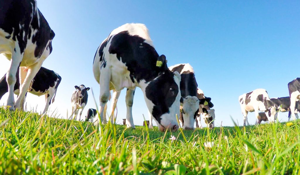 Vacas holandesas pastando