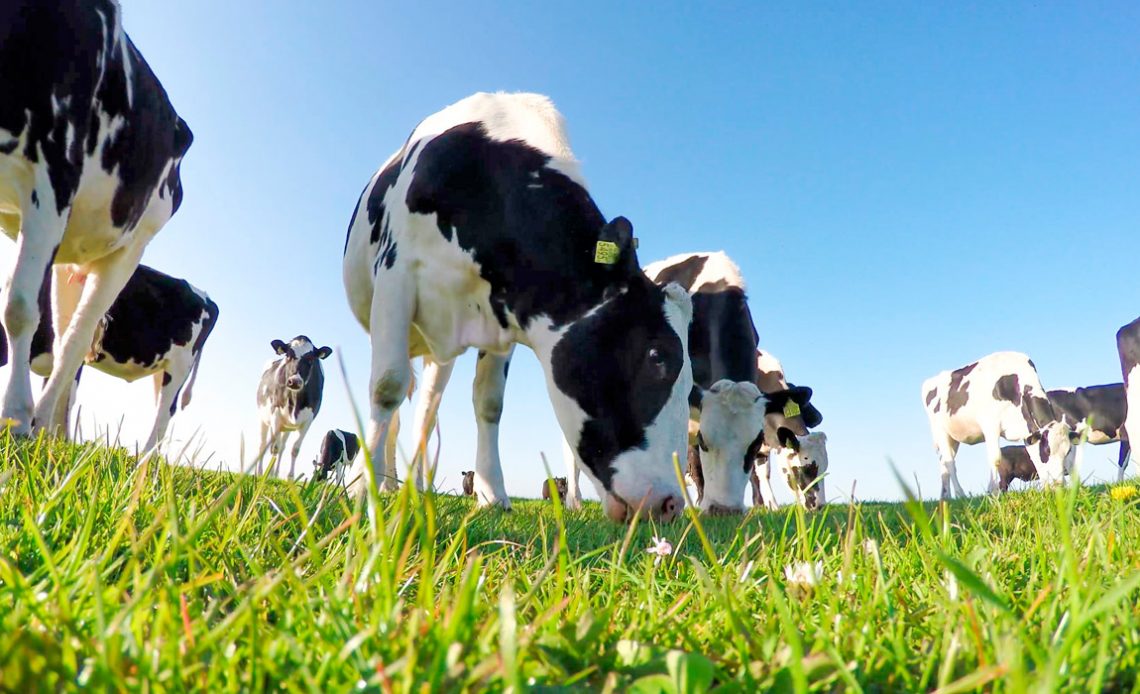 Vacas holandesas pastando