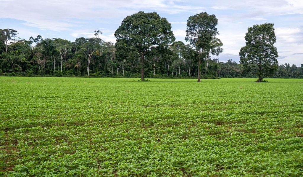 Pastagem e floresta - Pecuária regenerativa