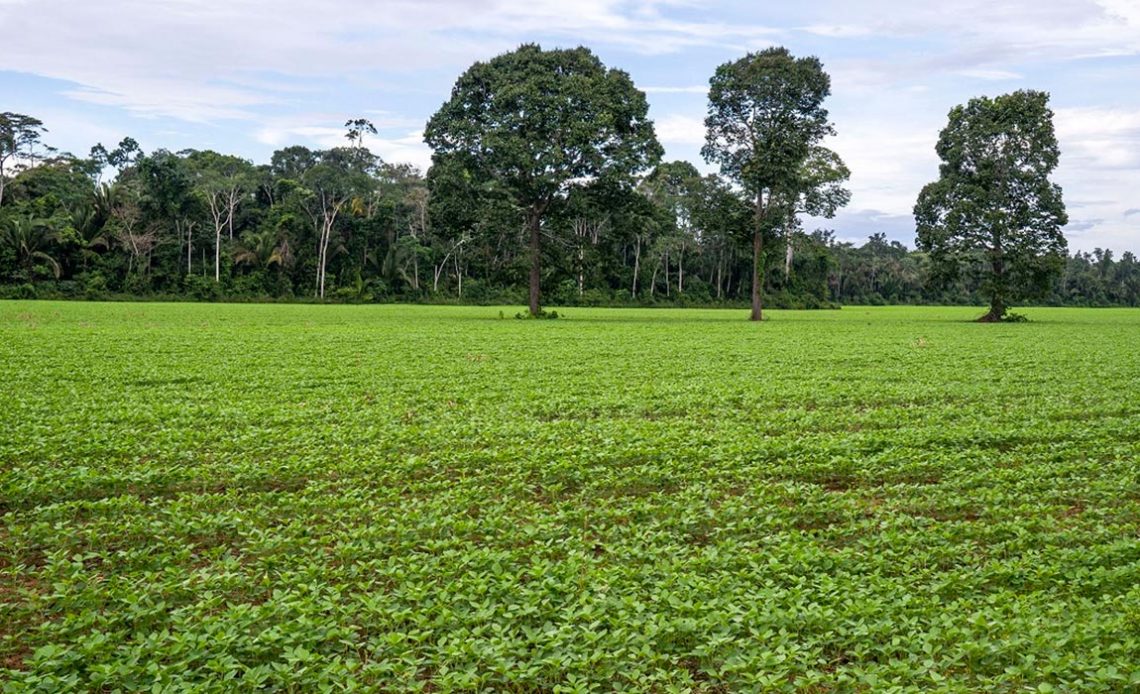 Pastagem e floresta - Pecuária regenerativa