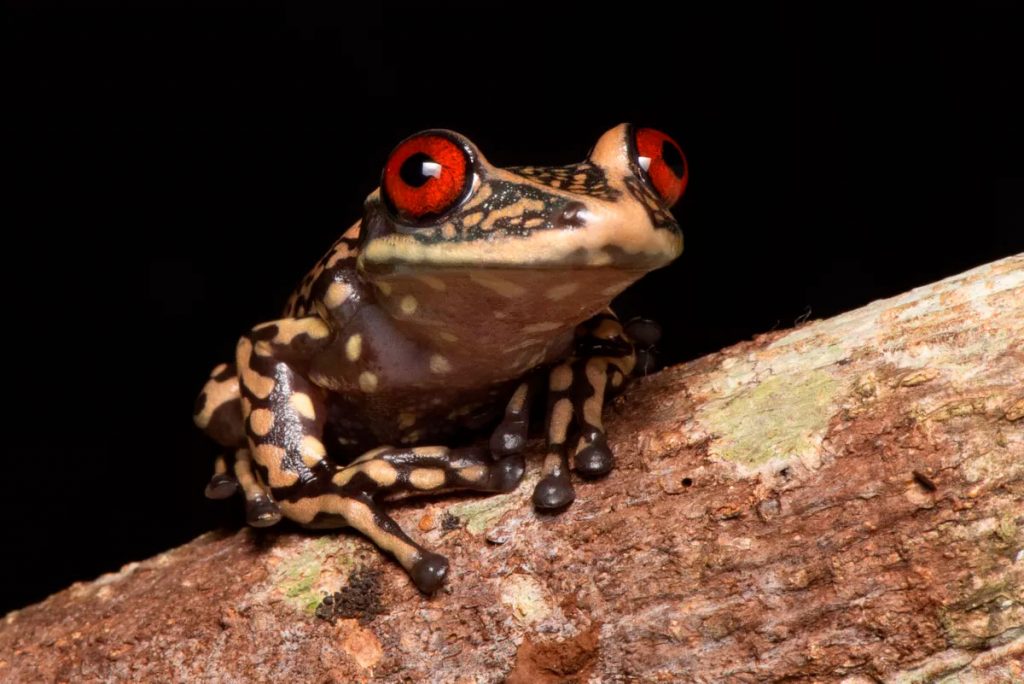 A perereca-de-capacete-do-rio-pomba (Aparasphenodon pomba) foi descrita em 2013, um dos exemplos das tantas espécies ainda a serem descobertas no Brasil