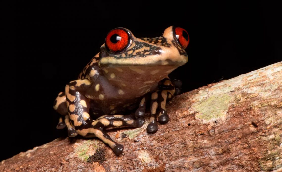 A perereca-de-capacete-do-rio-pomba (Aparasphenodon pomba) foi descrita em 2013, um dos exemplos das tantas espécies ainda a serem descobertas no Brasil