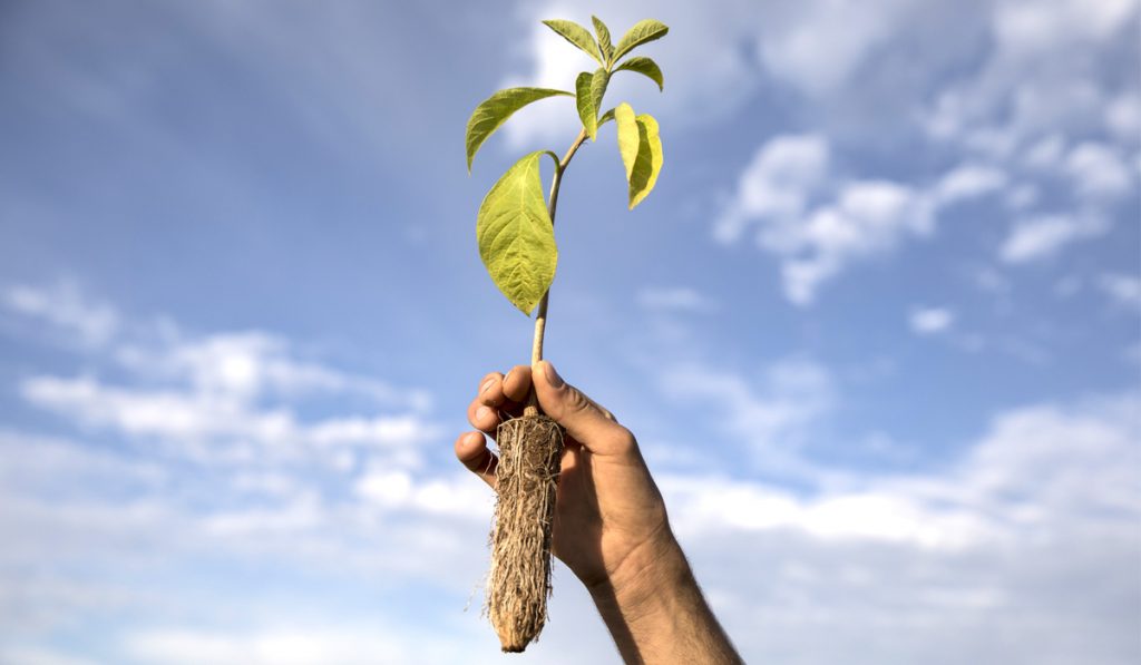 Muda de espécie nativa na mão do produtor rural