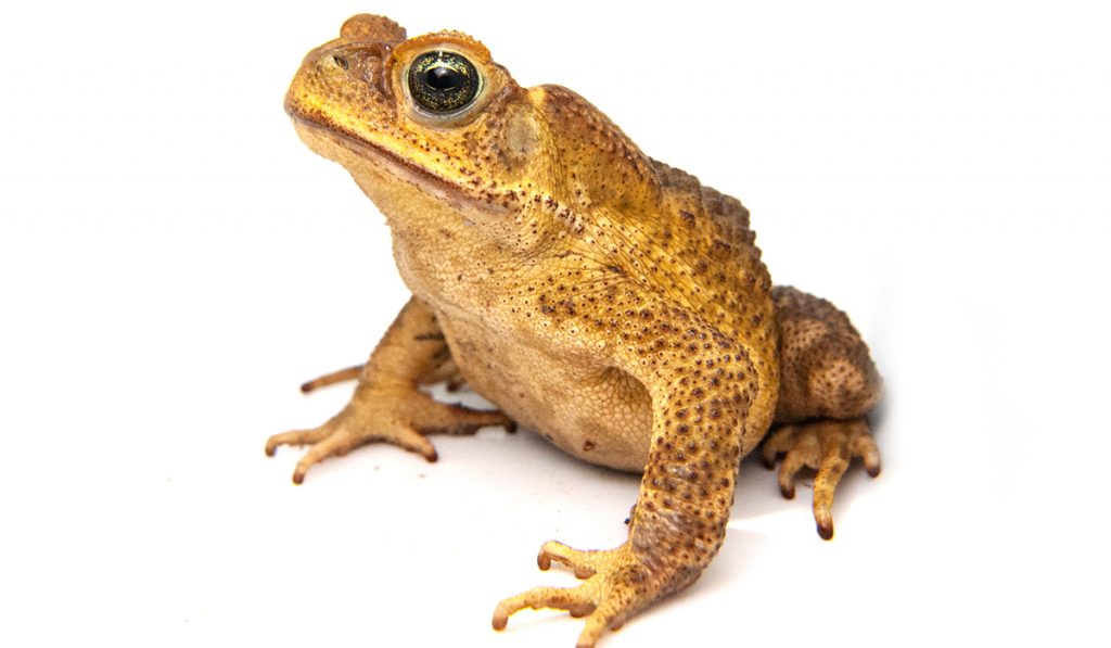 Sapo cururu (Rhinella icterica) - Foto: http://herpeto.org