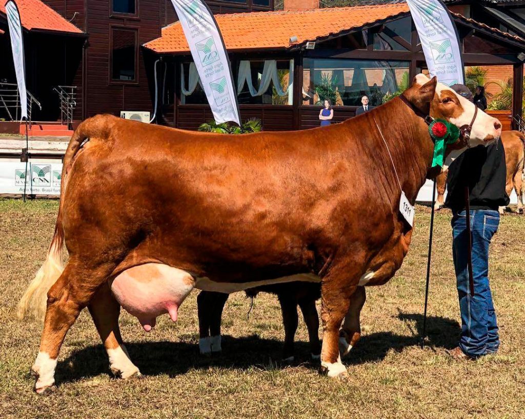 Vaca simental premiada em exposição