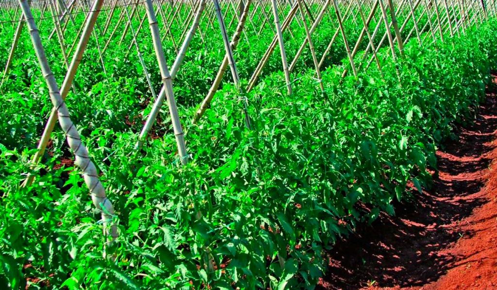 Plantação de tomate