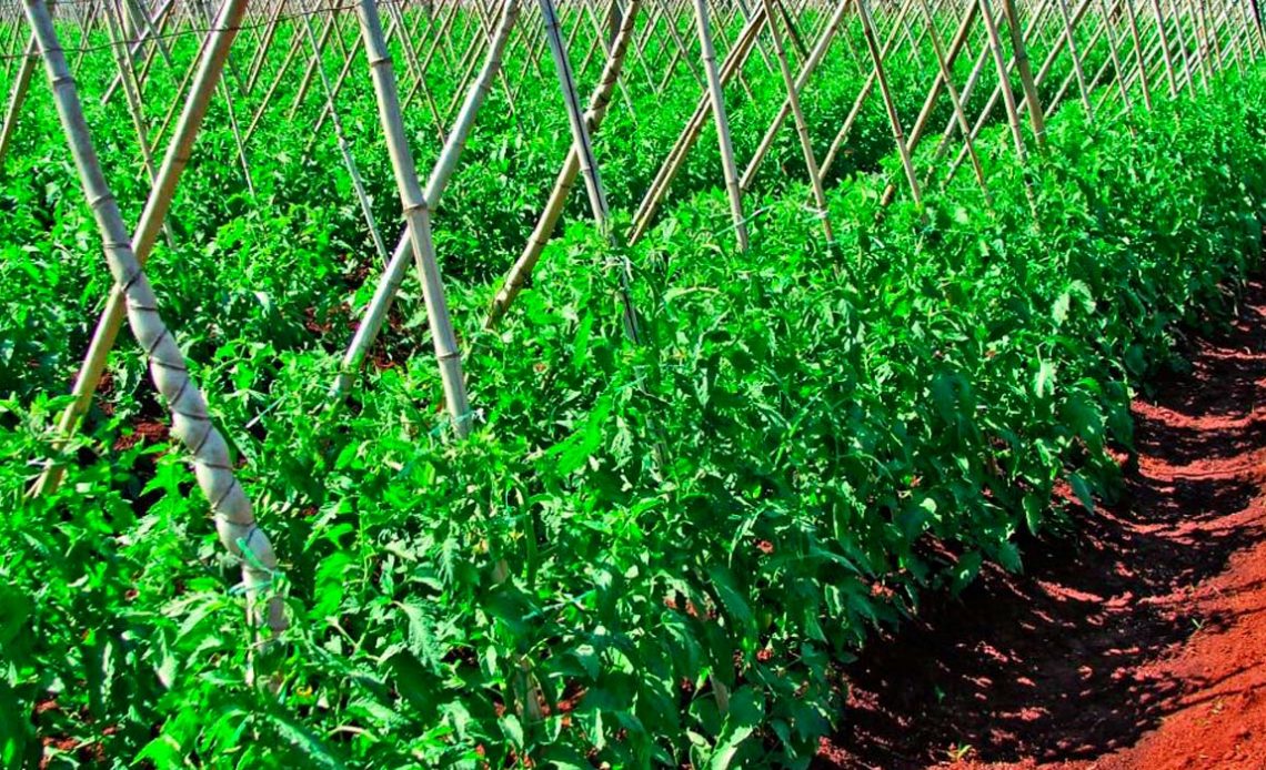 Plantação de tomate