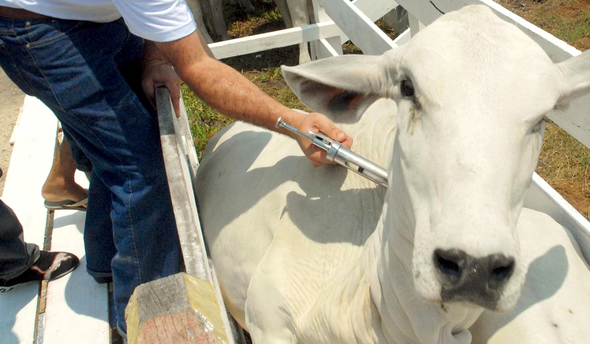 Bovino sendo vacinado no brete