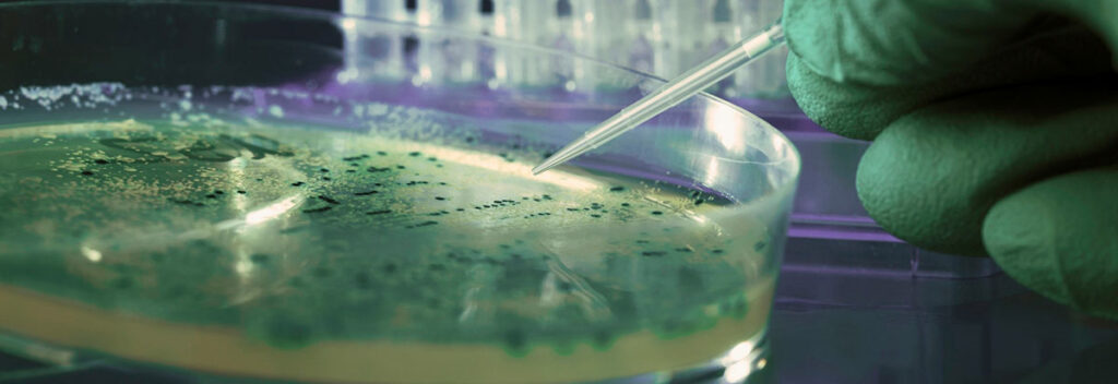 Pesquisador manipulando cultura em placa de petri no laboratório