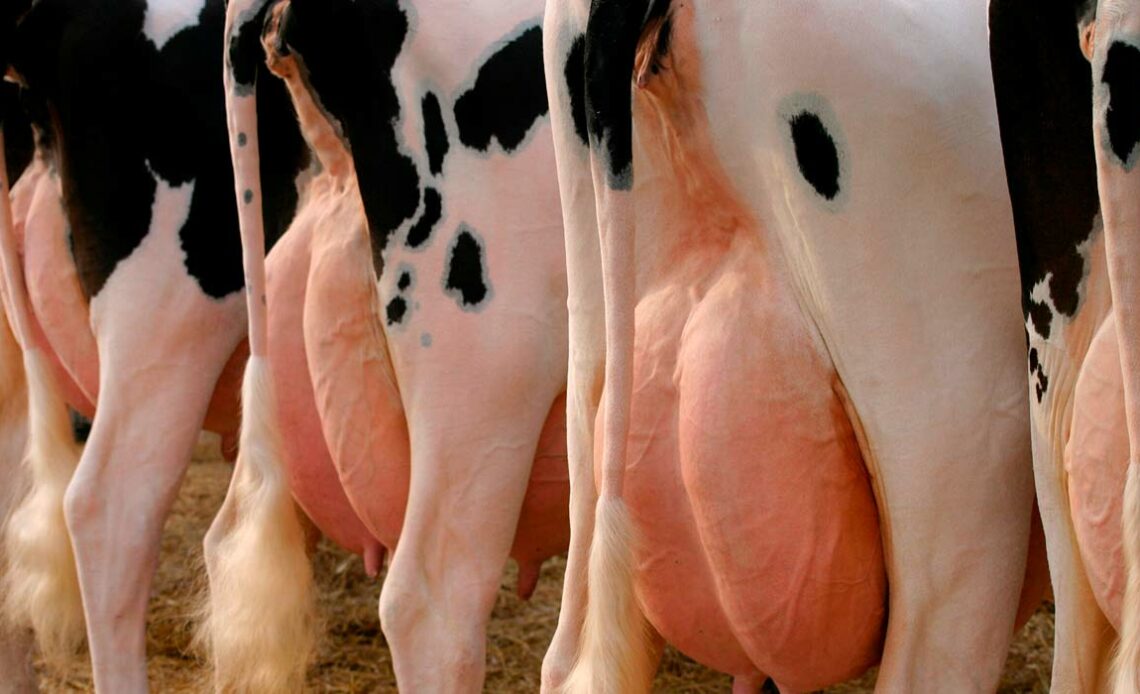 Detalhe de úberes de vacas de leite