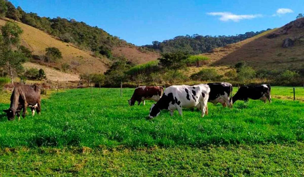 Vacas de leite pastando no piquete