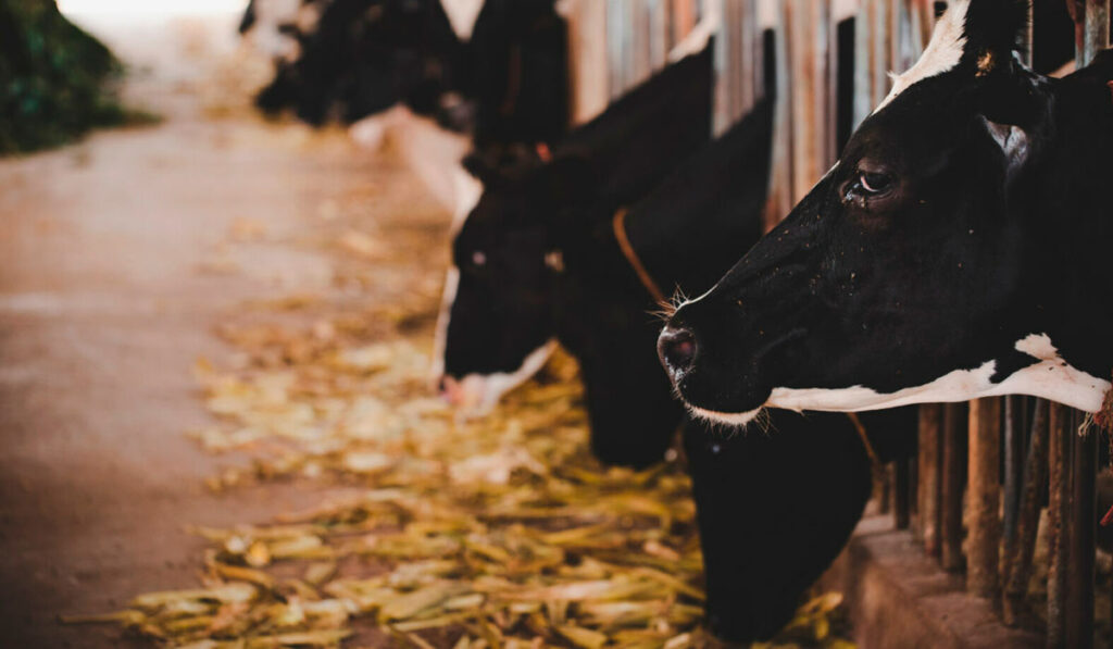 Vacas estabuladas se alimentando