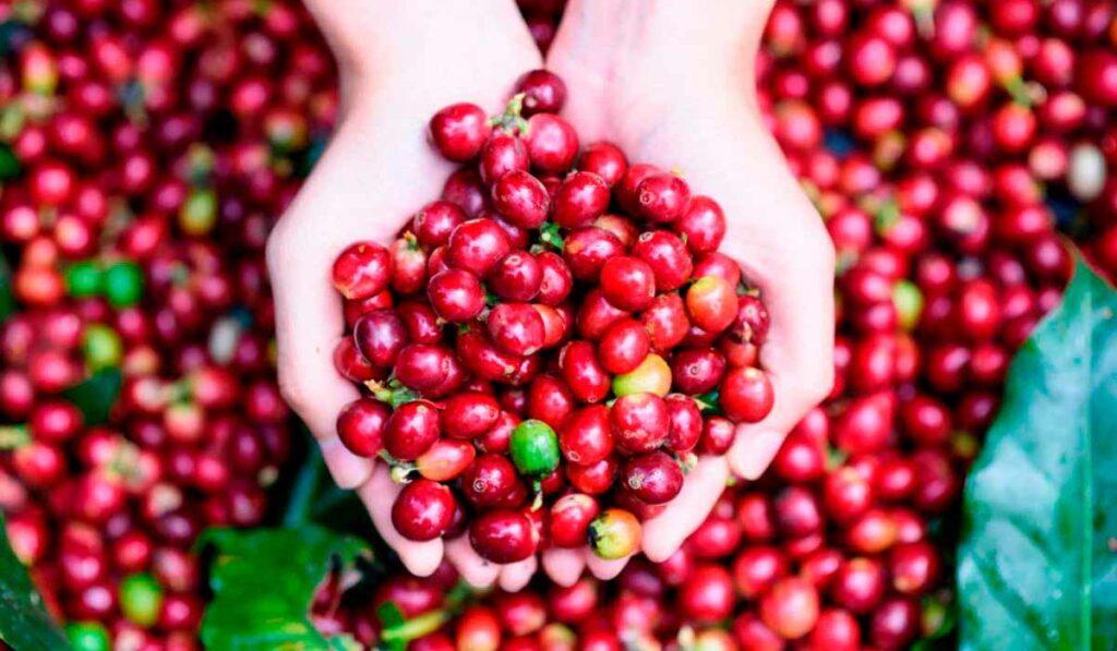 Mão femininas segurando grãos de café