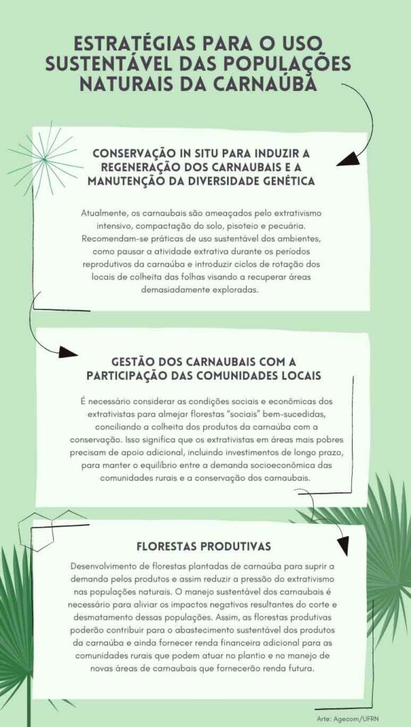 Estratégias para o uso sustentável das populações naturais de carnaúba