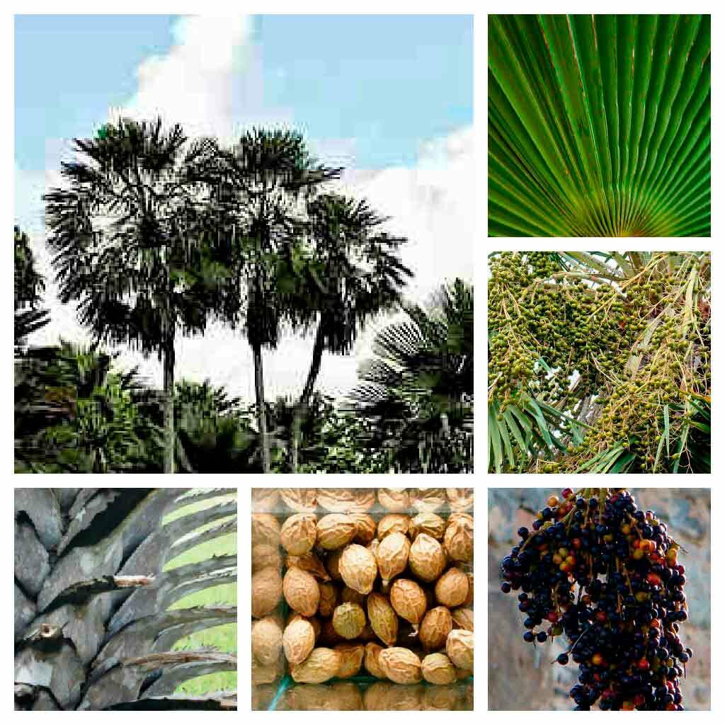 Carnaúba  (Copernicia prunifera) - copa, folha, frutos, estipe, sementes e cacho com frutos maduros