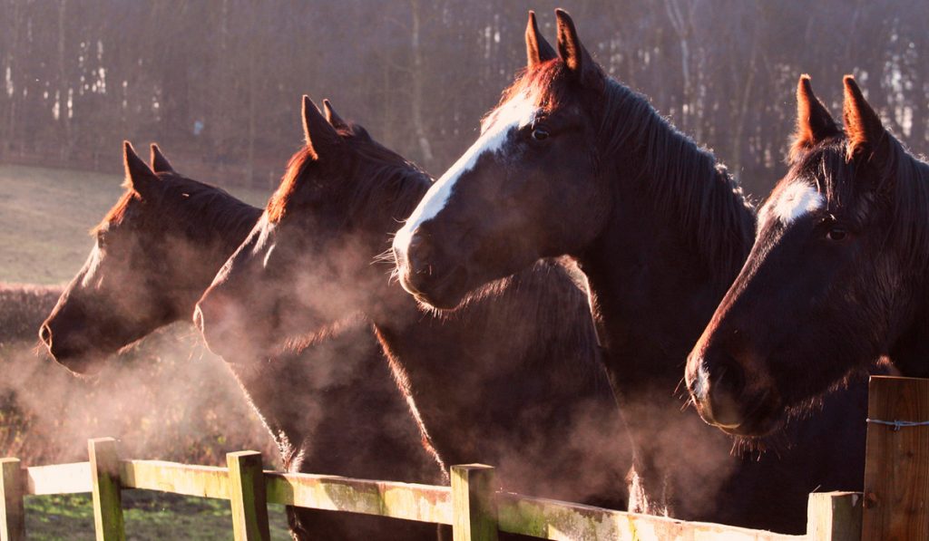 Cavalos ofegantes no frio na beira da cerca do piquete