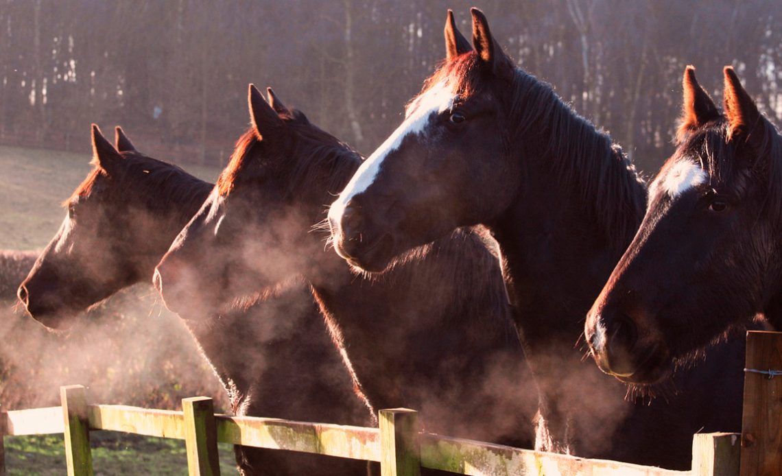 Cavalos ofegantes no frio na beira da cerca do piquete