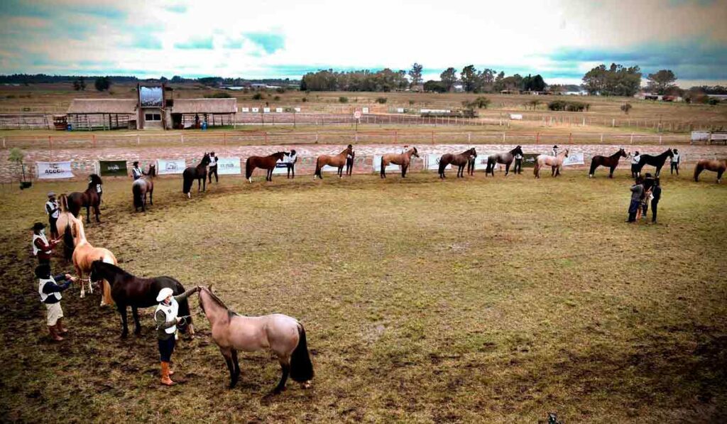 Cavalos na pista