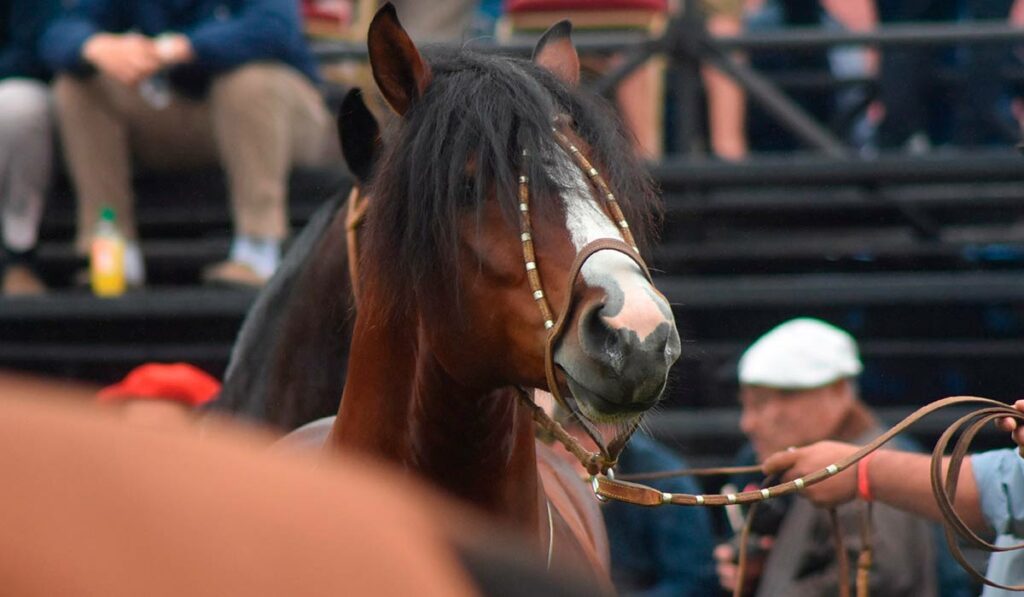 Cavalo Crioulo