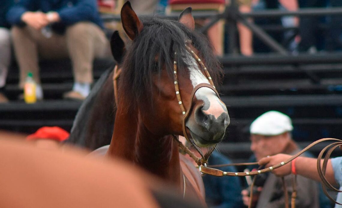 Cavalo Crioulo