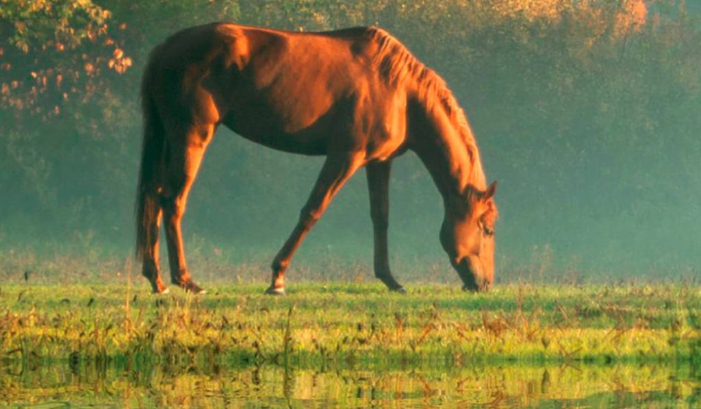 Cavalo pastando no piquete