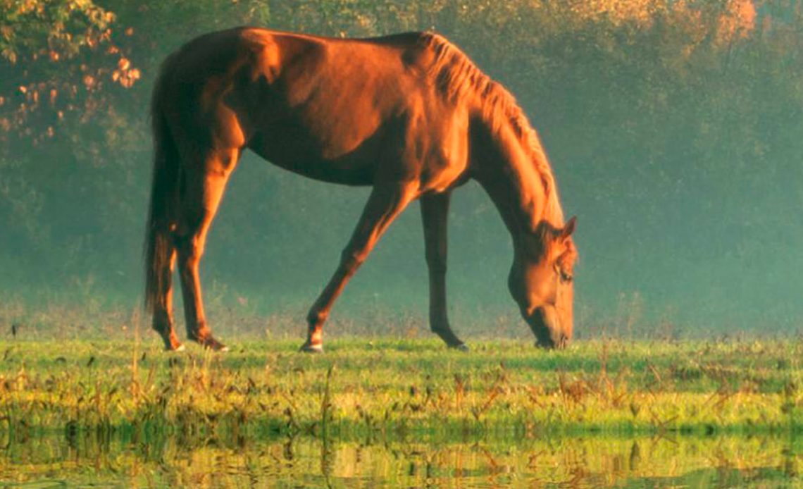 Cavalo pastando no piquete