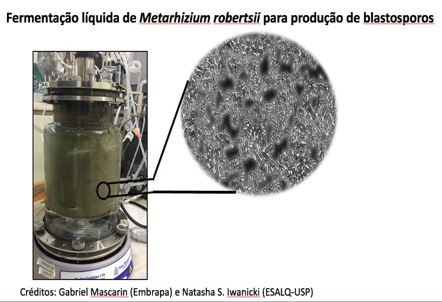 Detalhe da fermentação líquida de Metarhizium robertsii para produção de blastoposros - Créditos: Gabriel Mascarin (Embrapa) e Natacha S. Iwanicki (ESALQ-USP)
