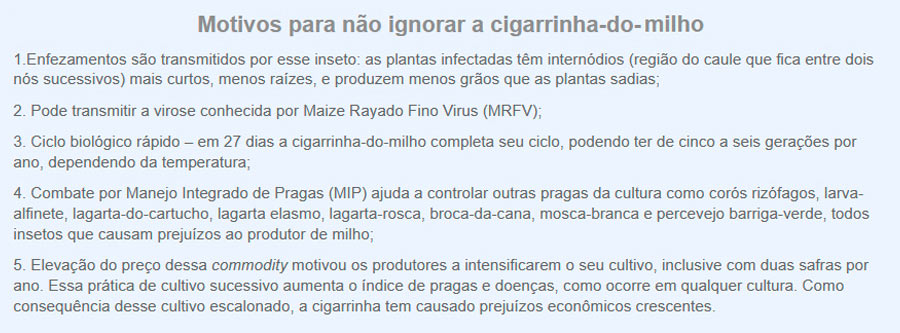 Texto em destaque de motivos para não ignorar a cigarrinha do milho