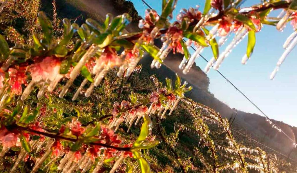 Flores envolvidas por camada de gelo, gerada por sistema de irrigação por aspersão Foto: Embrapa Uva e Vinho