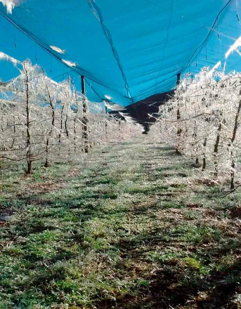 Estruturas vegetativas e produtivas de pessegueiro envolvidas por camada de gelo, geradas por sistema de proteção contra congelamento - Foto: Juarez Bossardi