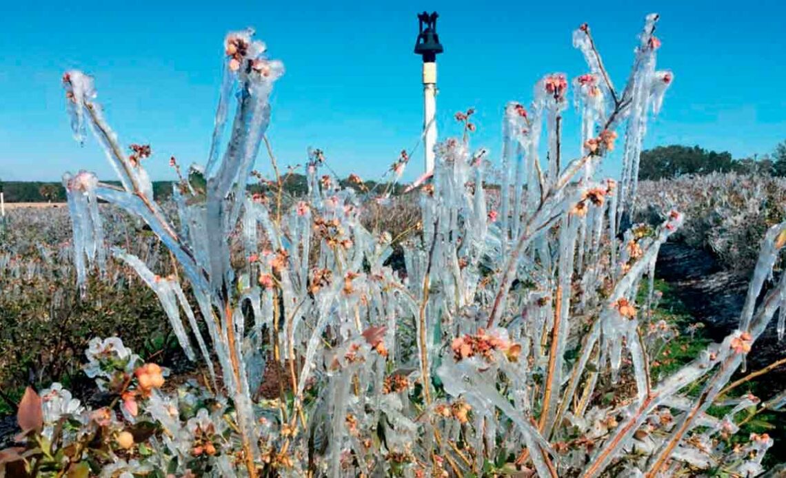 Irrigação por aspersão para proteção do pomar contra o congelamento - Fonte: Senninger