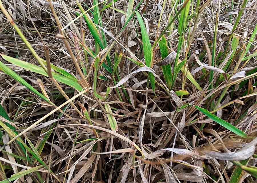 A cochonilha Duplachionaspis divergens suga a seiva nas folhas  causando o secamento e o amarelecimento da planta