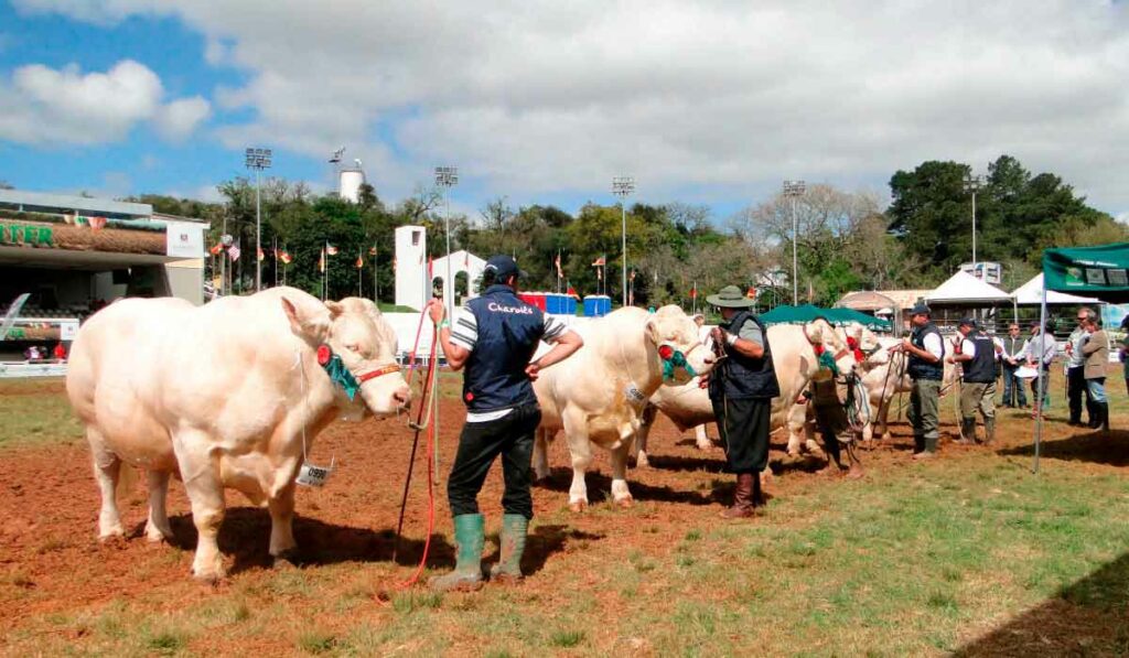 Bovinos na pista da Expointer