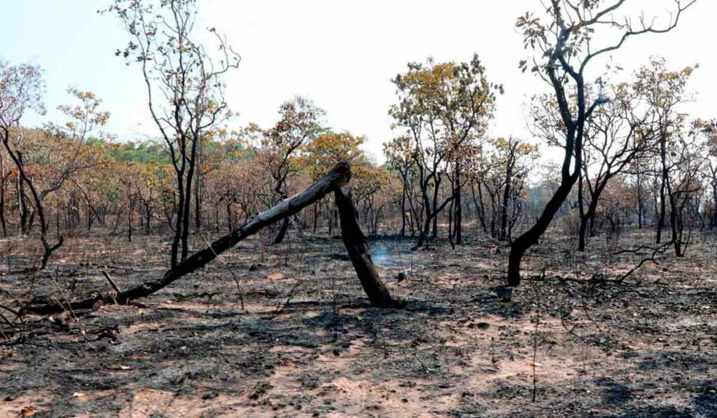 Queimada ocorrida em 2019 em Alter do Chão, no Pará