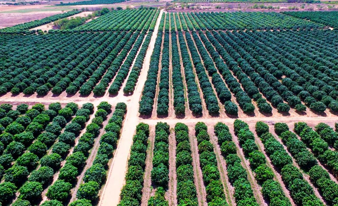 Fruticultura - Pomar de mangas da Agrodan