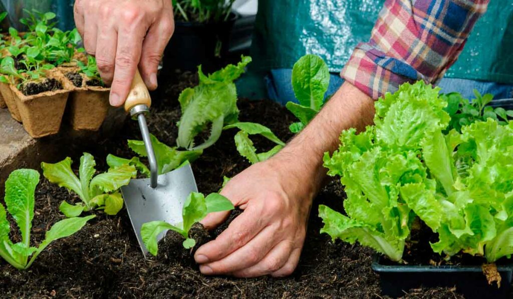 Produtor plantando muda de hortícola