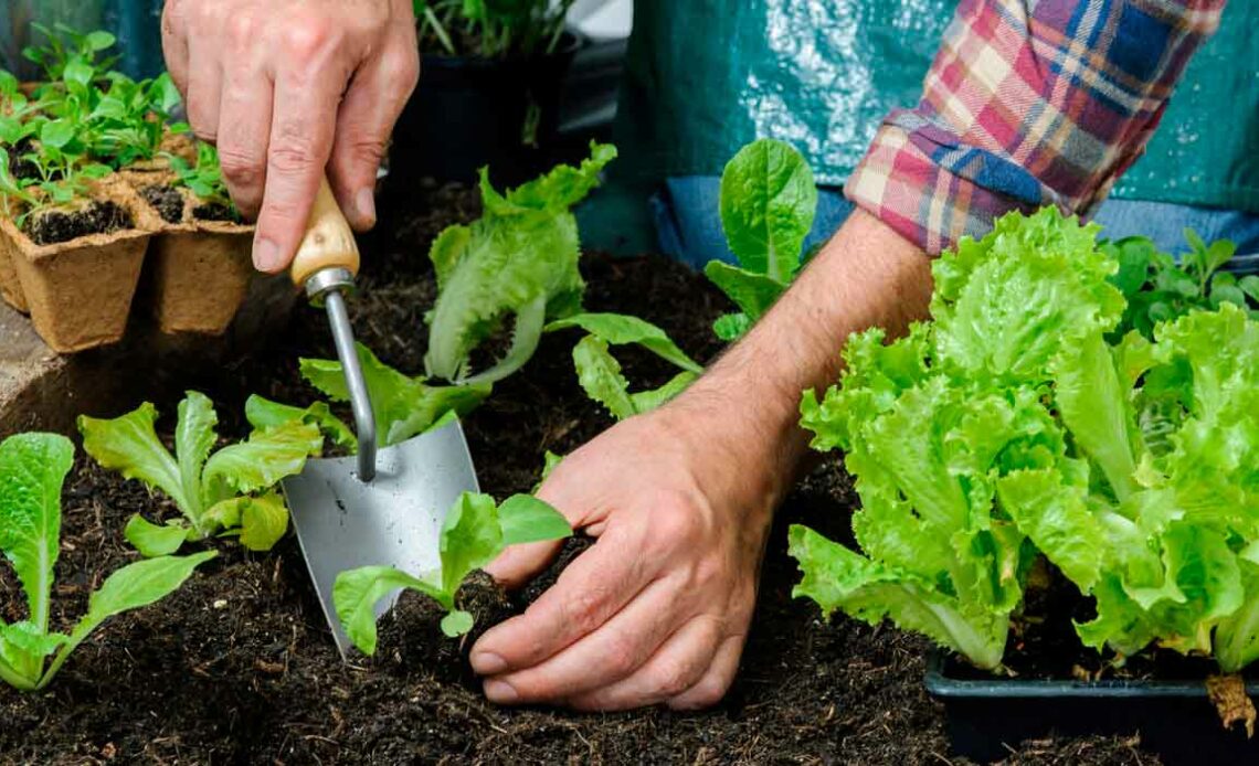 Produtor plantando muda de hortícola