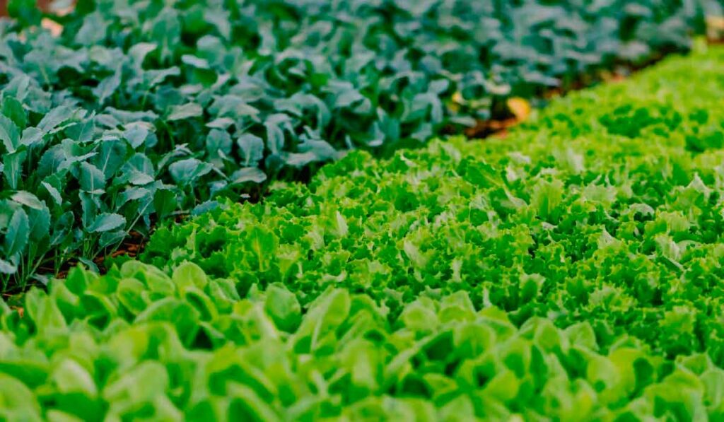 Canteiros de verduras