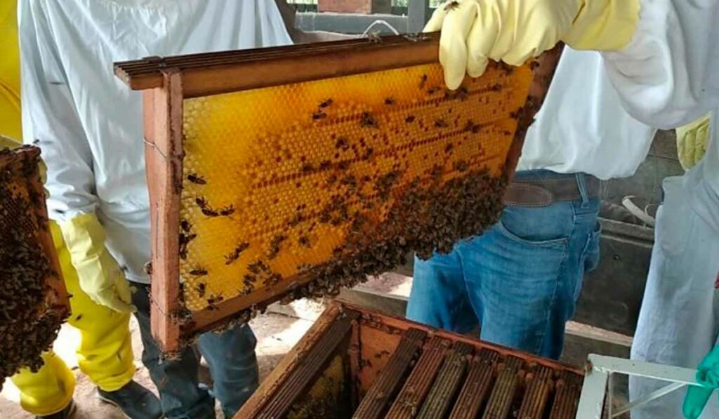 Capacitação em apicultura do Senar/MT para indígenas Xavantes