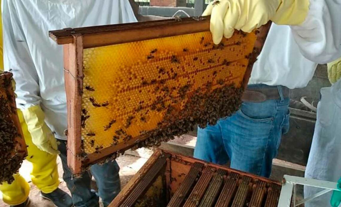 Capacitação em apicultura do Senar/MT para indígenas Xavantes