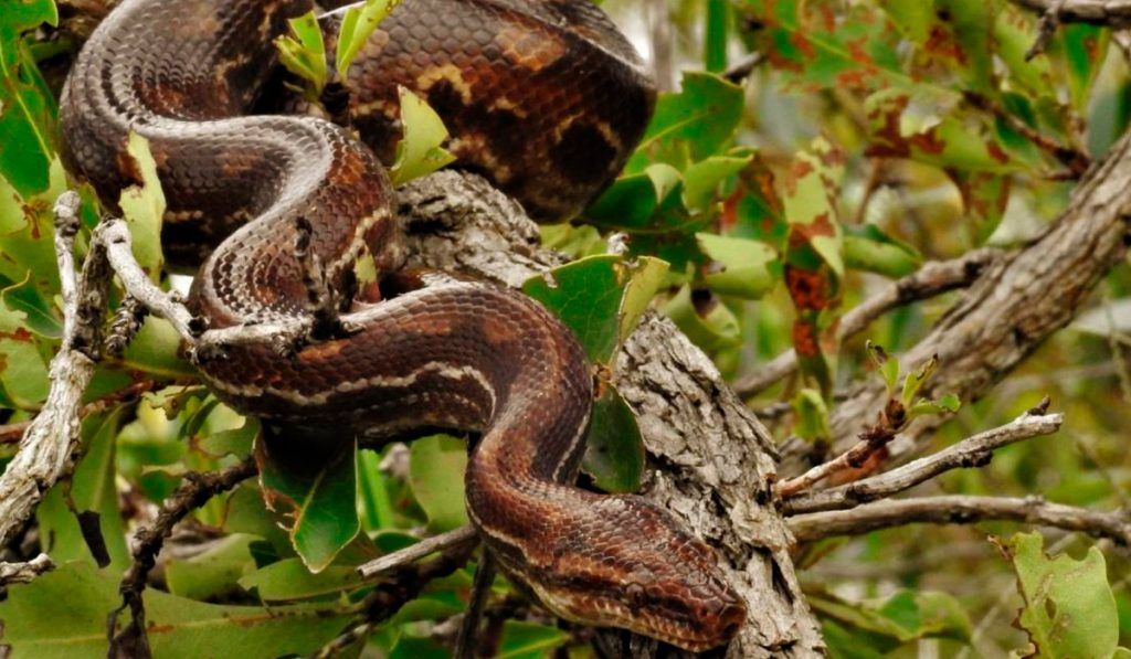 Jiboia (Boa constrictor)