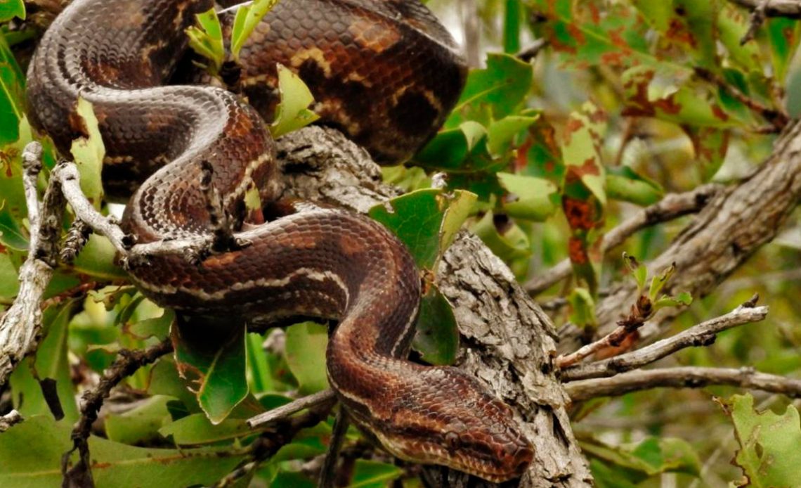 Jiboia (Boa constrictor)