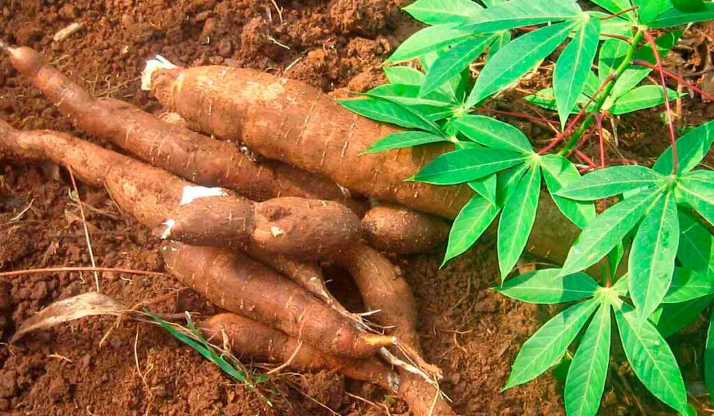 Raíizes de mandioca colhidas com detalhes da planta