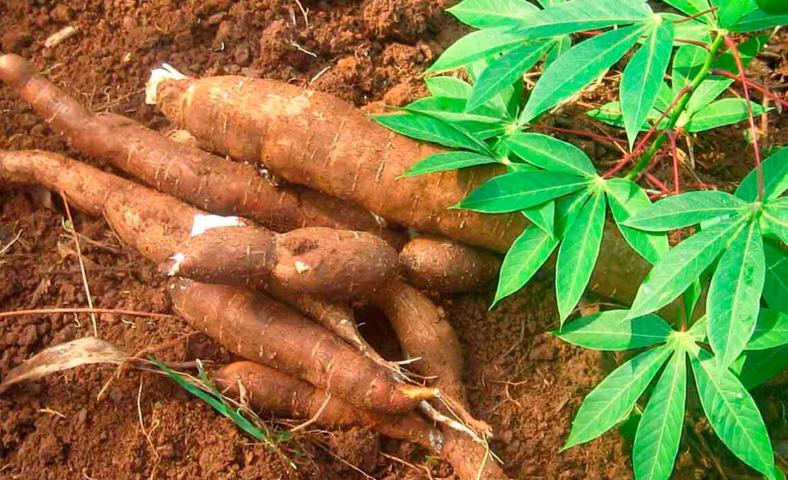 Raíizes de mandioca colhidas com detalhes da planta